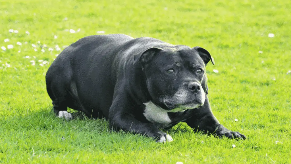 Staffordshire Bull Terrier - Medium Dog Breed