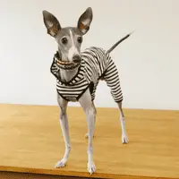 Toy Dog Breeds - Italian Greyhound