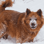 chow chow husky mix - chusky - Big Dog Breeds - Big Dogs - Large Hybrid Dogs