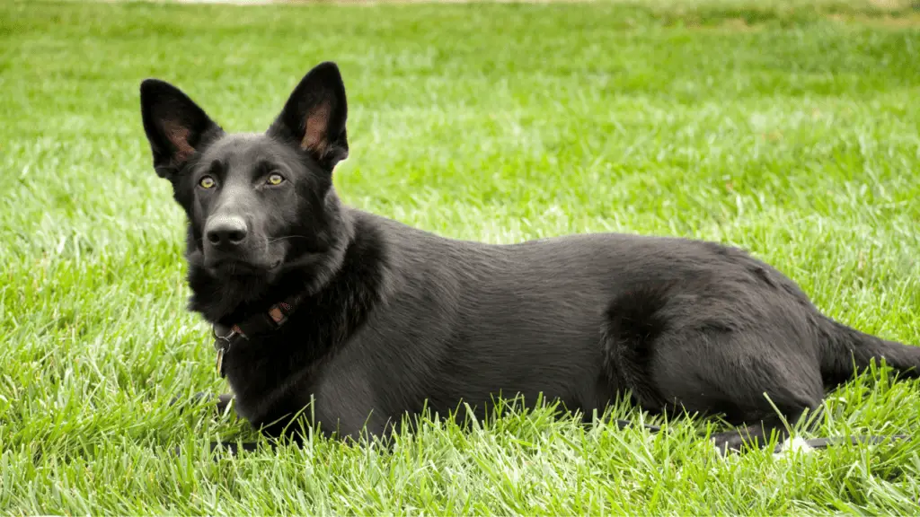 Black German Shepherd