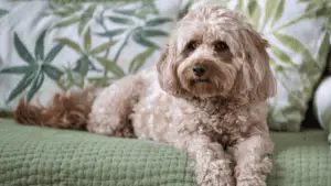 Cavapoo - Small Hybrid Dogs - small sized dogs - small dog breeds - small dogs