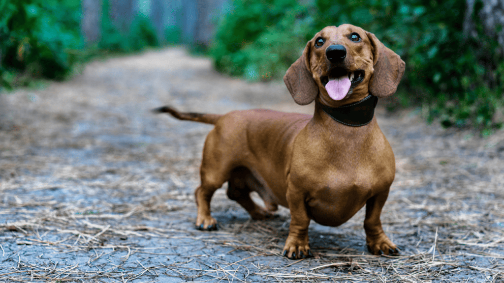 DACHSHUND - Kleine Hunde kleine bis mittelgroße Hunderassen ; kleine bis mittelgroße Hunde ; kleiner bis mittelgroßer Hund, mittlere Hunderassen, große Hunde, Hundegröße