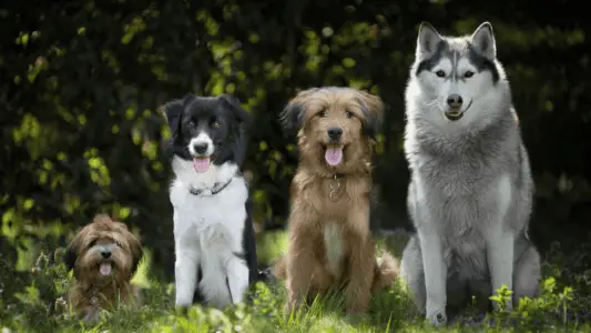 Der ultimative Leitfaden für Hundegrößen: Von den kleinsten Hunderassen bis zu großen Hunden