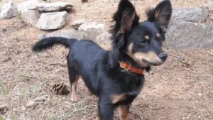 Dameranian - Small Hybrid Dogs - small sized dogs - small dog breeds - small dogs