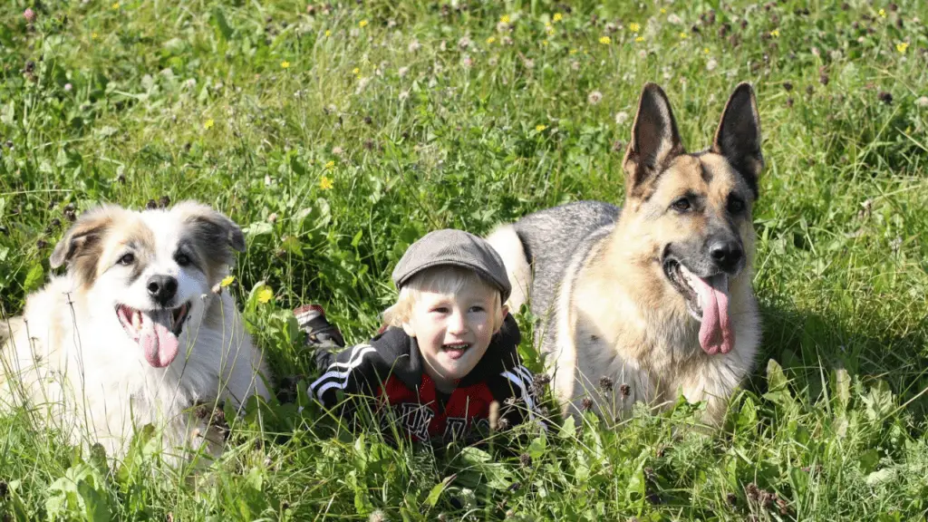 German Shepherd kids