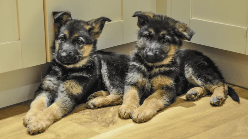 German Shepherd puppies