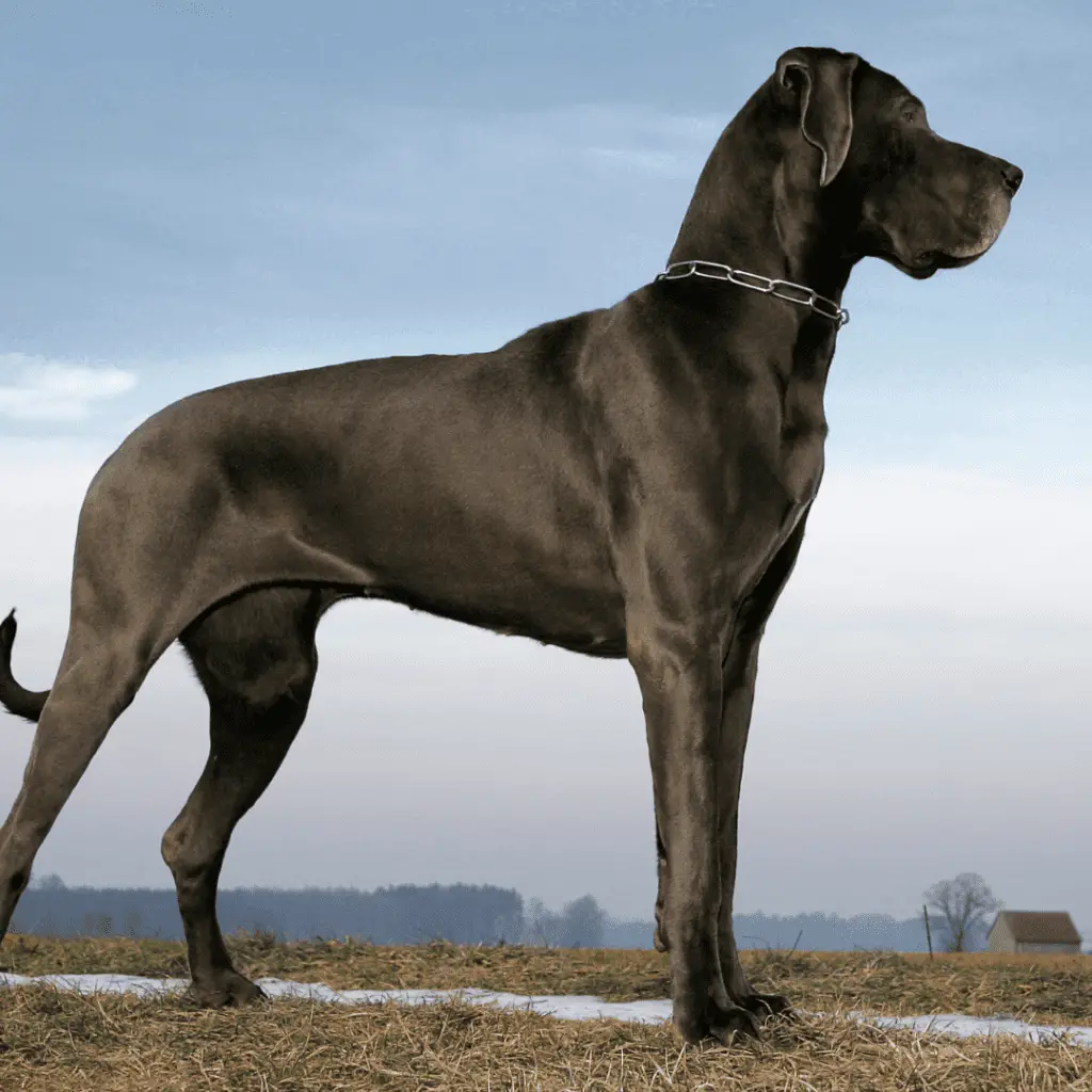 Riese - Große Hunderassen - Große Hunderassen - Große Hunde - Deutsche Dogge