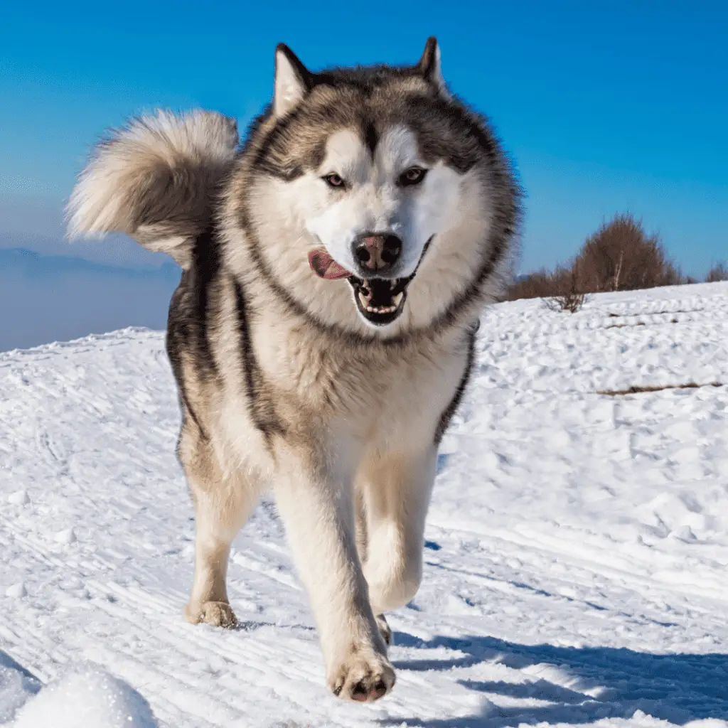 Large Dog Breeds - Big Dog Breeds - Big Dogs - Alaskan Malamute