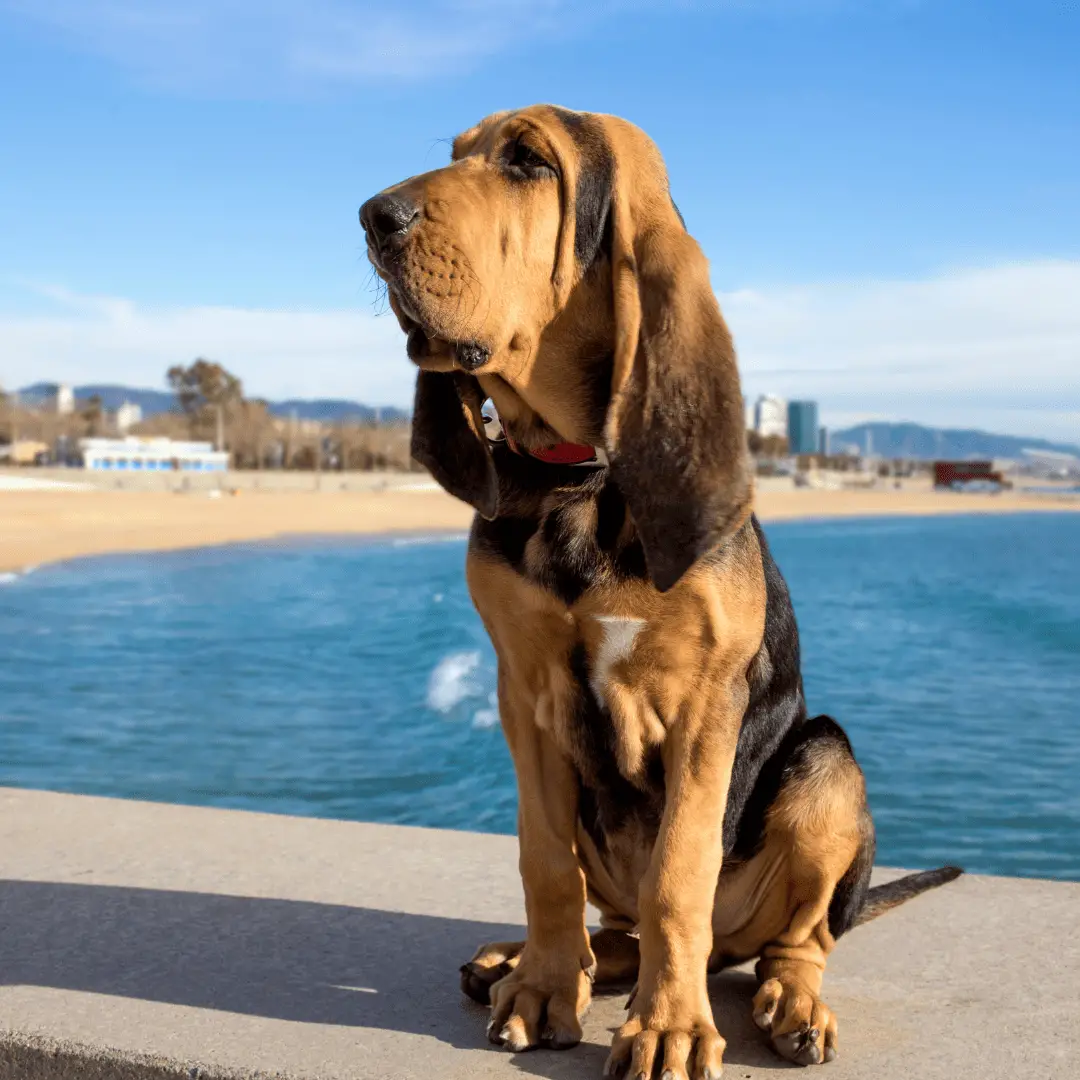 Große Hunderassen - Große Hunderassen - Große Hunde - Bloodhound