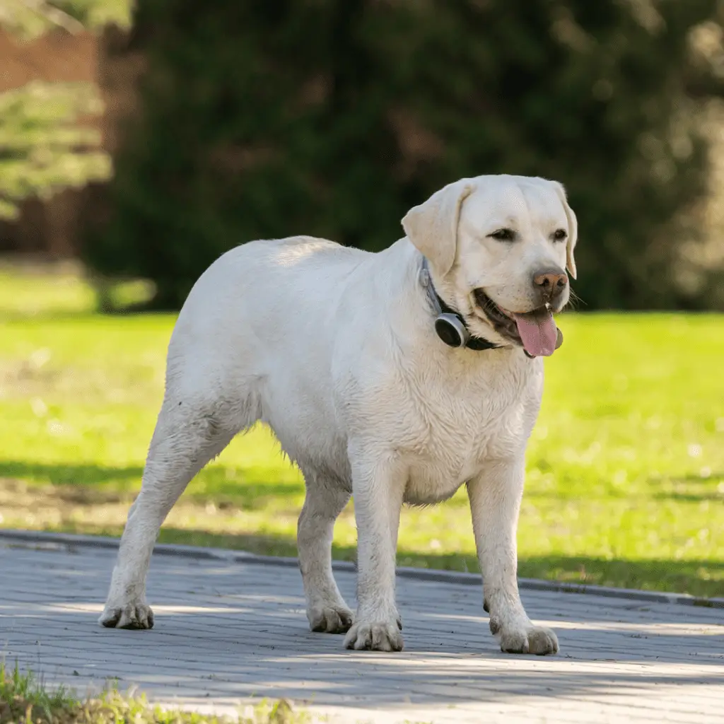 Große Hunderassen - Große Hunderassen - Große Hunde - Labrador Retriever
