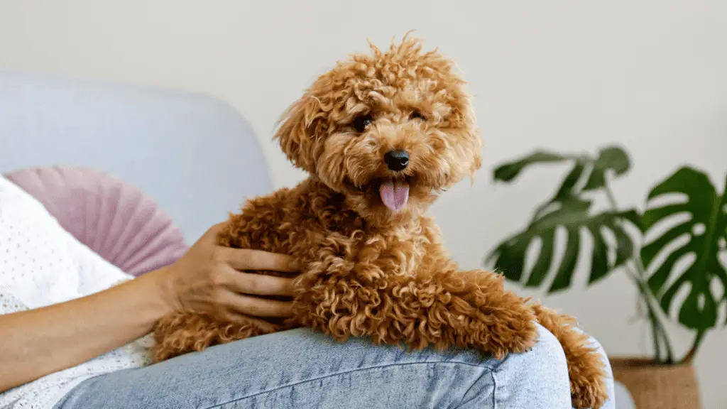 Maltipoo - Small Hybrid DOgs - small sized dogs - small dog breeds - small to medium dogs - Small to medium sized dogs