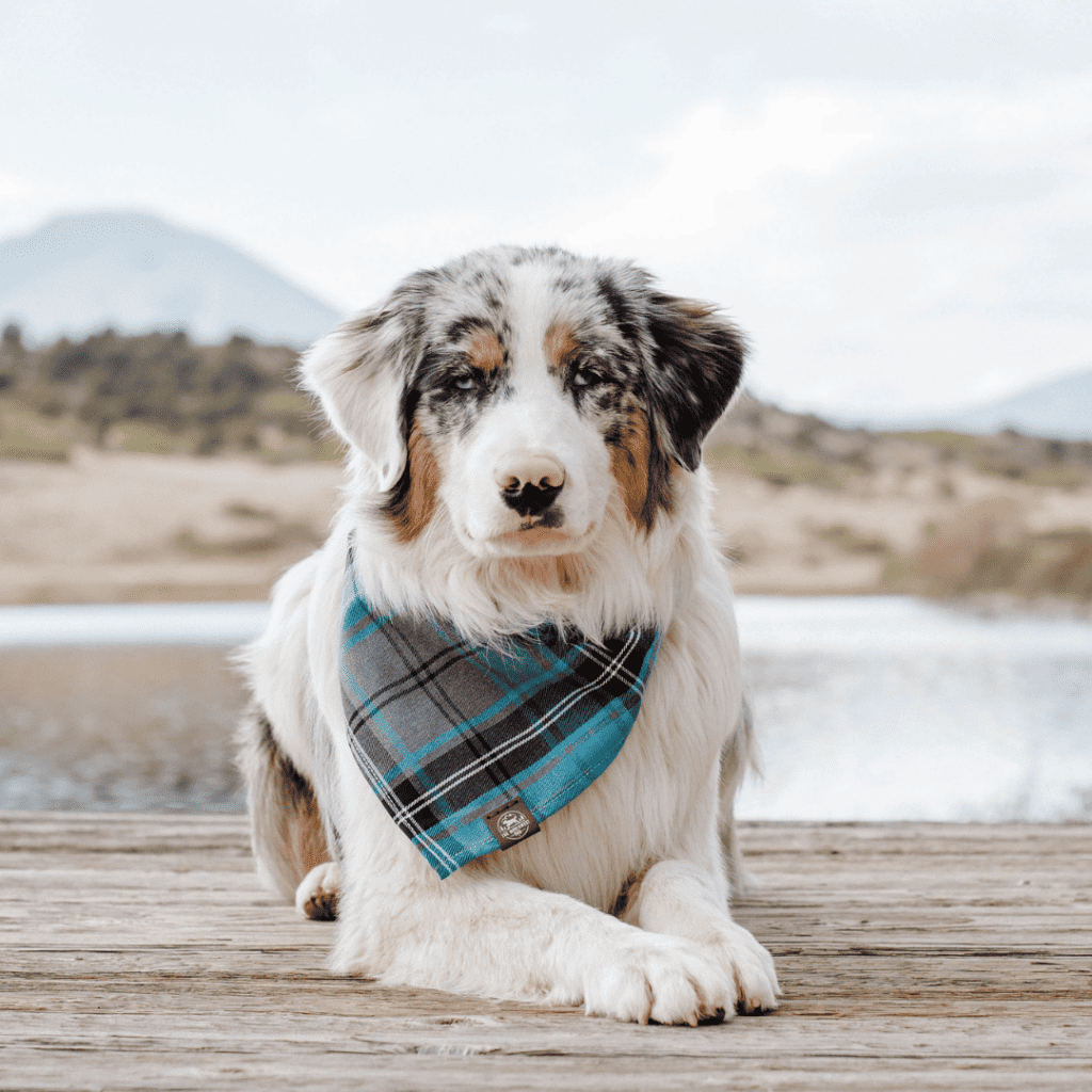 Medium sized dogs - medium dog breeds - Australian Shepherd