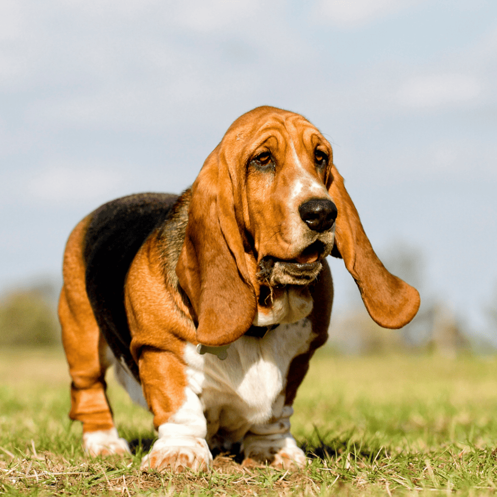 Medium sized dogs - medium dog breeds - Basset Hound