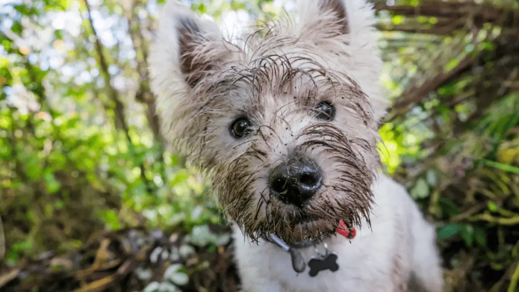 Muddy dog