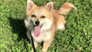 Pomchi - Small Hybrid Dogs - small sized dogs - small dog breeds - small dogs