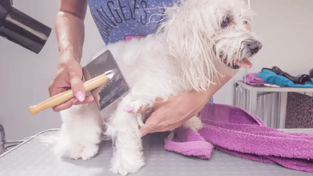 Severely Matted Dog Hair dog hair detangling tools dog grooming dematting
