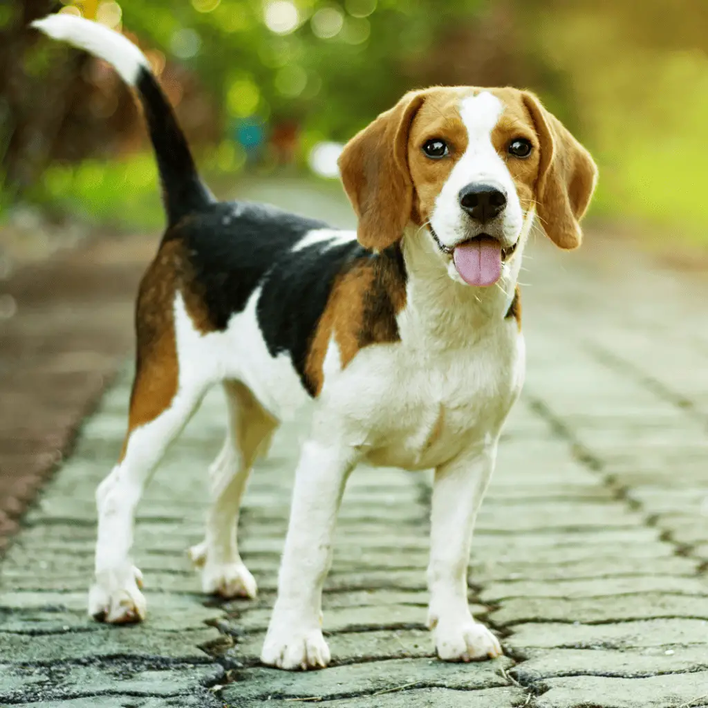 Kleinwüchsige Hunde - kleine Hunderassen - Beagle
