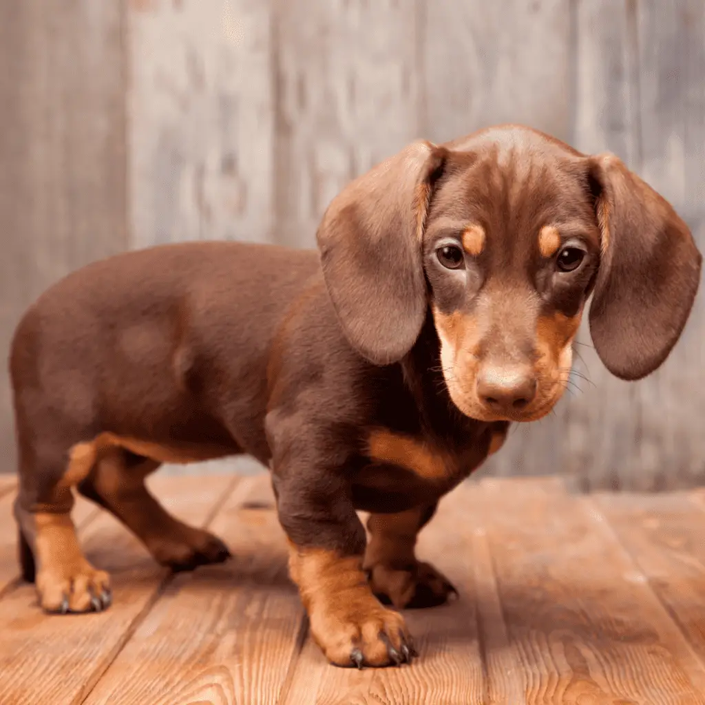 Small sized dogs - small dog breeds - Dachshund