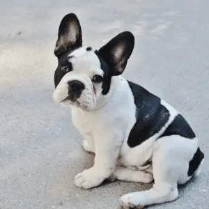 Small sized dogs - small dog breeds - French Bulldog