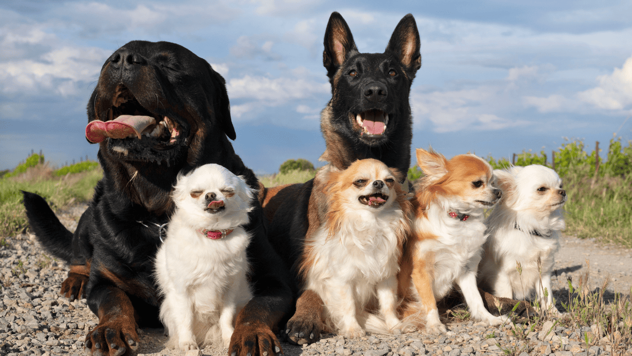 Kleine bis mittelgroße Hunde - große Hunde - große Hunderassen - große Hunderassen