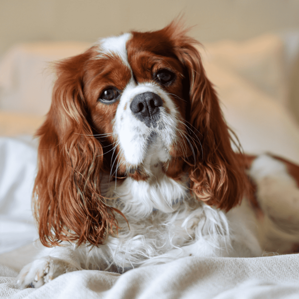 Toy dog breeds - Cavalier King Charles Spaniel