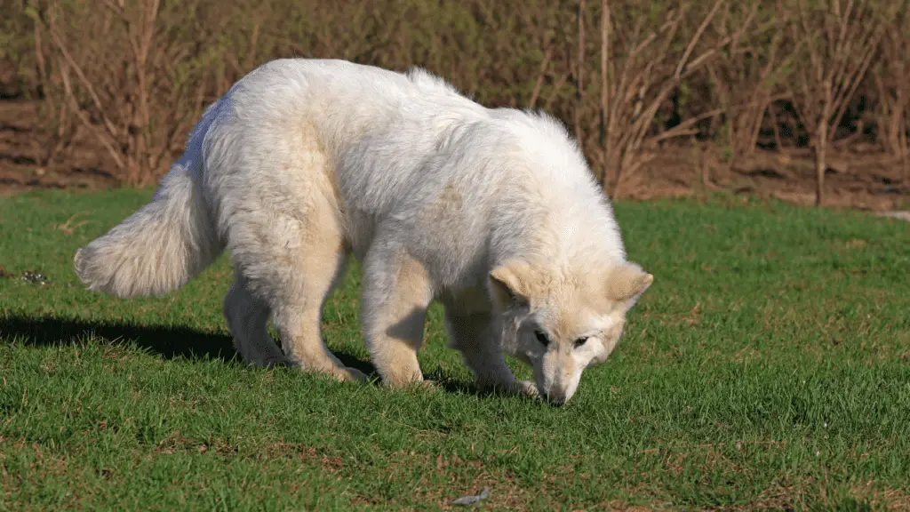 White German Shepherd