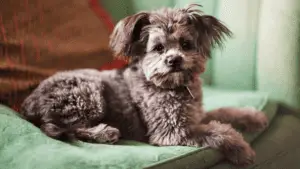 Yorkiepoo - Small Hybrid Dogs - small sized dogs - small dog breeds - small dogs