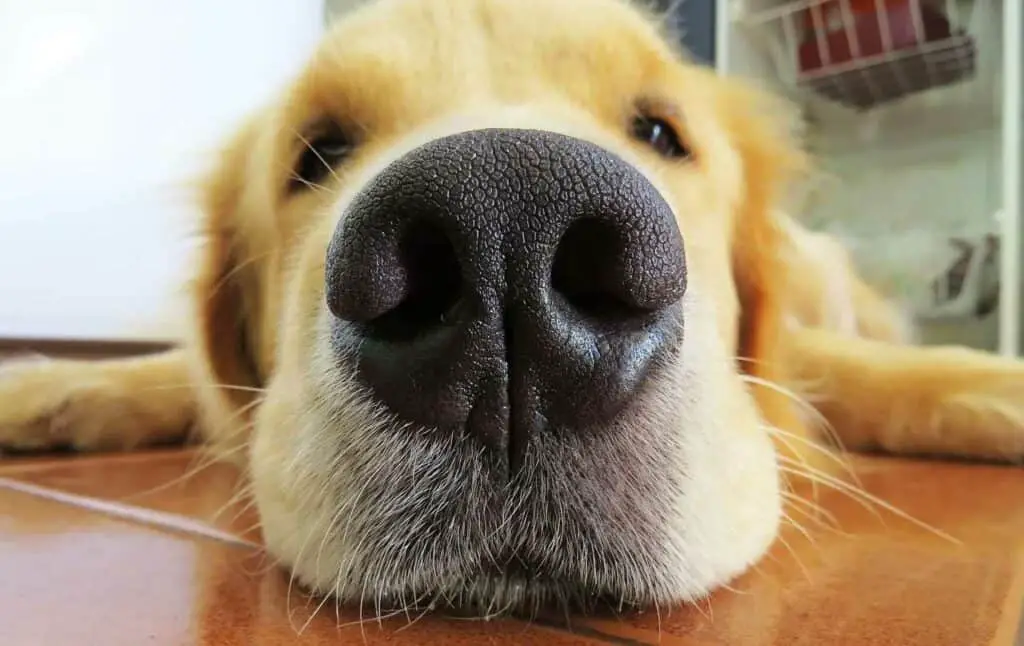 Dog's Nose