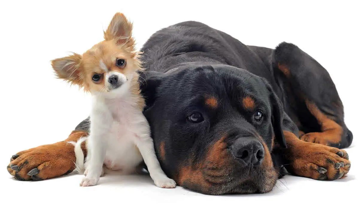 Chiens de petite et moyenne taille - Grands chiens - Grandes races de chiens - Grandes races de chiens