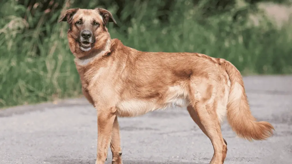 German Shepherd golden retriever mix