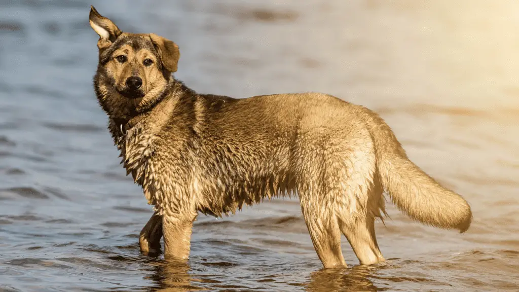 German Shepherd Husky mix