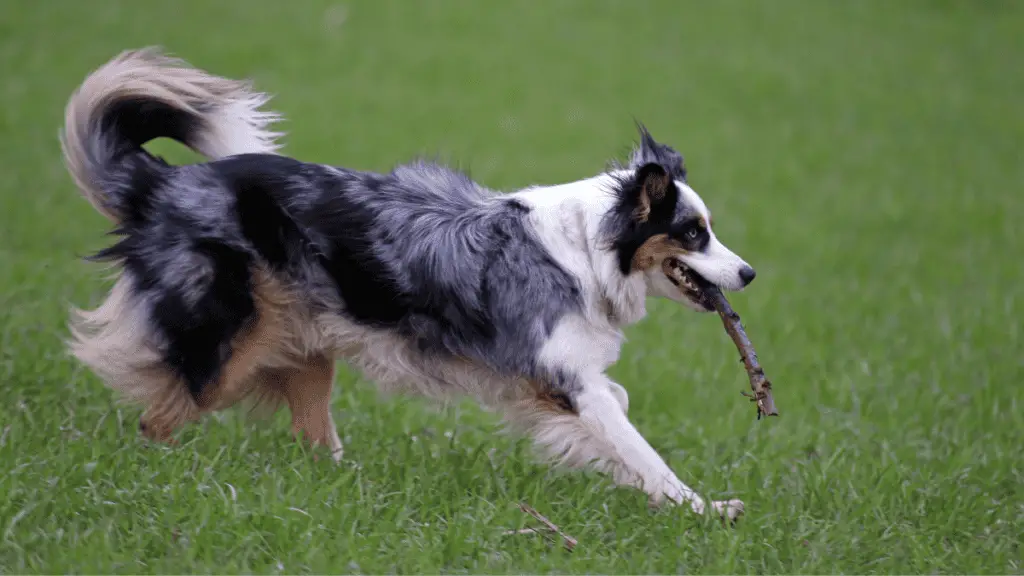 Australian Shepherd