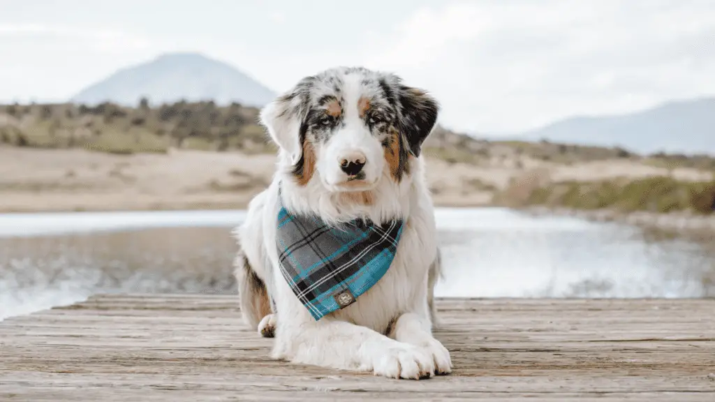 Australian Shepherd