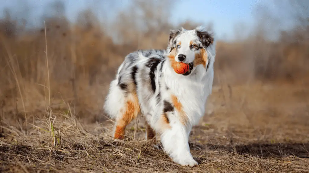 Australian Shepherd Puppy