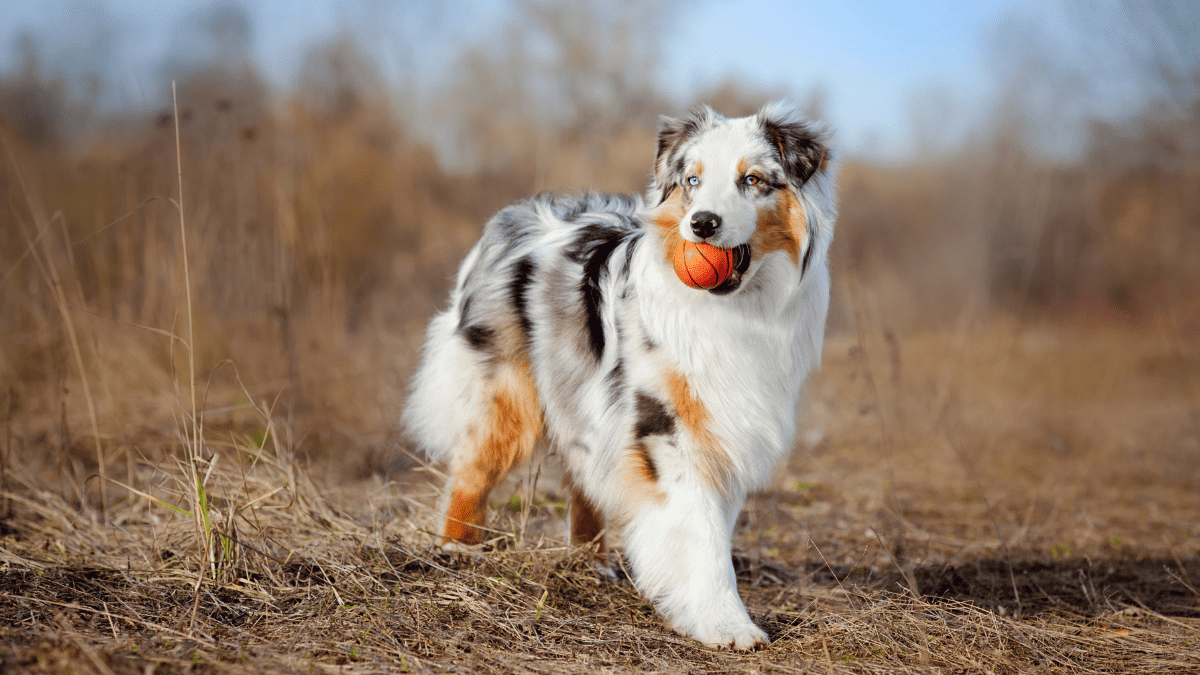 curious if australian shepherd dogs are hypoallergenic