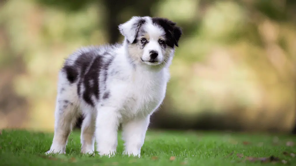 Australian Shepherd Puppy