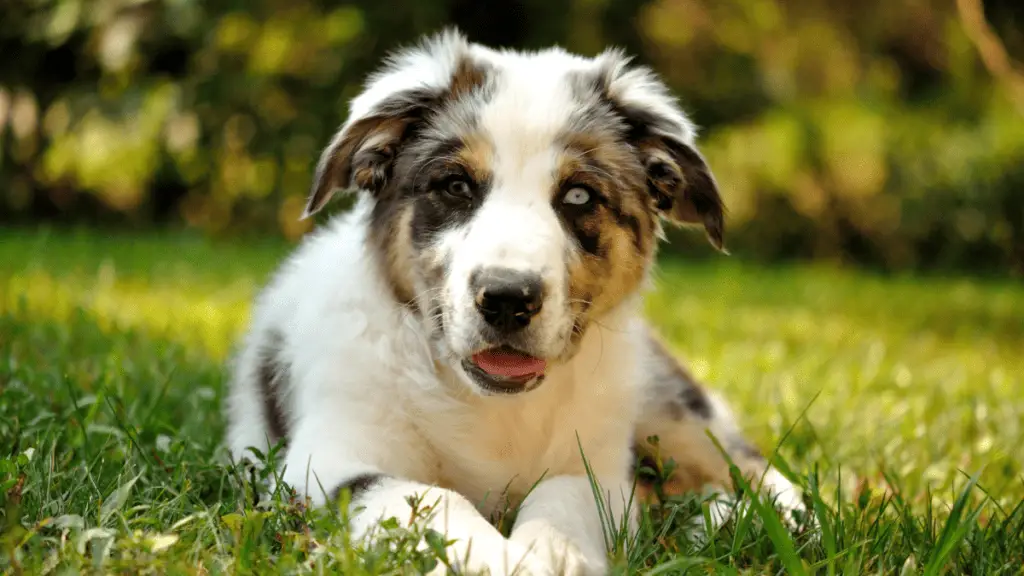 Australian Shepherd medium sized Dog Breeds