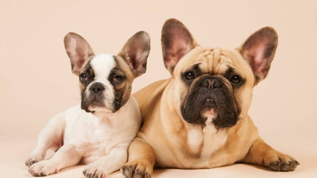 French Bulldog Dog Breeds