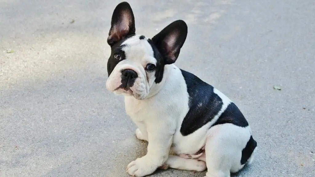 French Bulldog Puppy