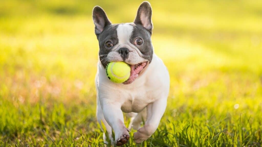 French Bulldog Puppies