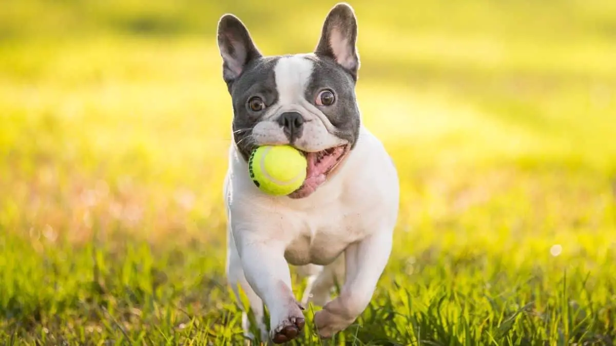 Top 3 Tough Dog Toys That Your Pups Will Love
