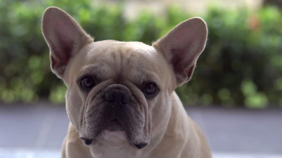 What You Should Know About French Bulldog Dog Breeds?