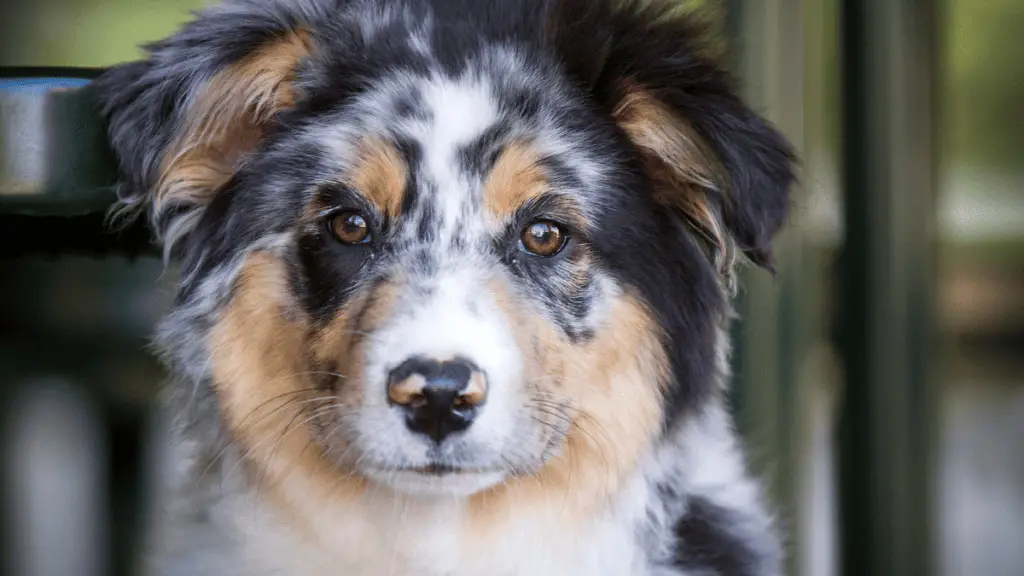 Medium Sized Dogs - Australian Shepherd