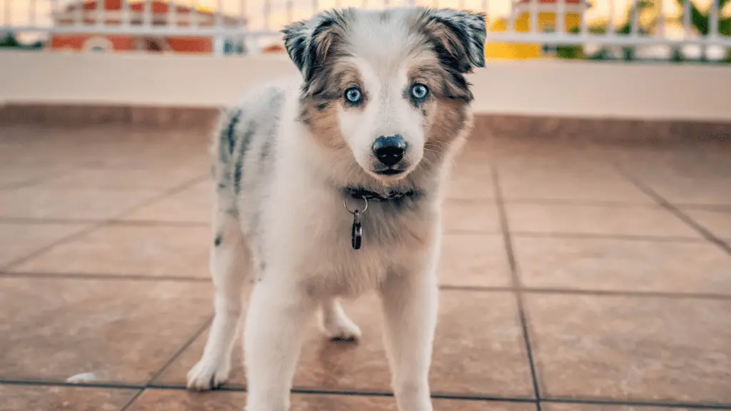 Mini Australian Shepherd