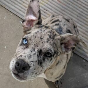 Australian Shepherd Pit Bull - blue and black eyes