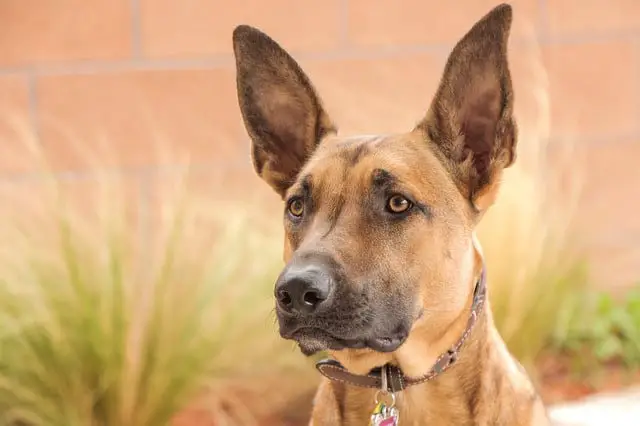 Belgian Malinois – Everything You Need To Know About This Breed