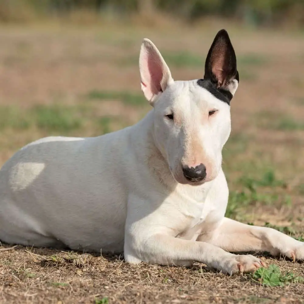 Bull Terrier weiß mit einem schwarzen Ohr