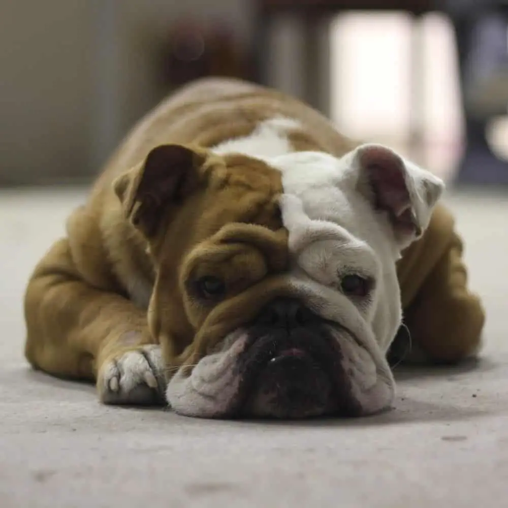 Bulldogge auf dem Boden liegend