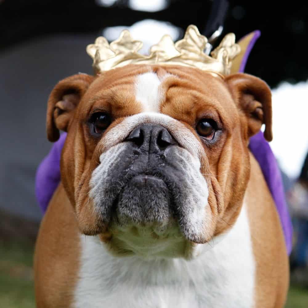 Bulldogge mit Krone
