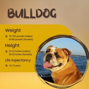 Merkmale der Rasse Bulldogge